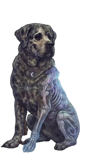 Nocturne, le chien fantôme